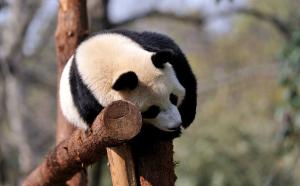 Chengdu Zoo